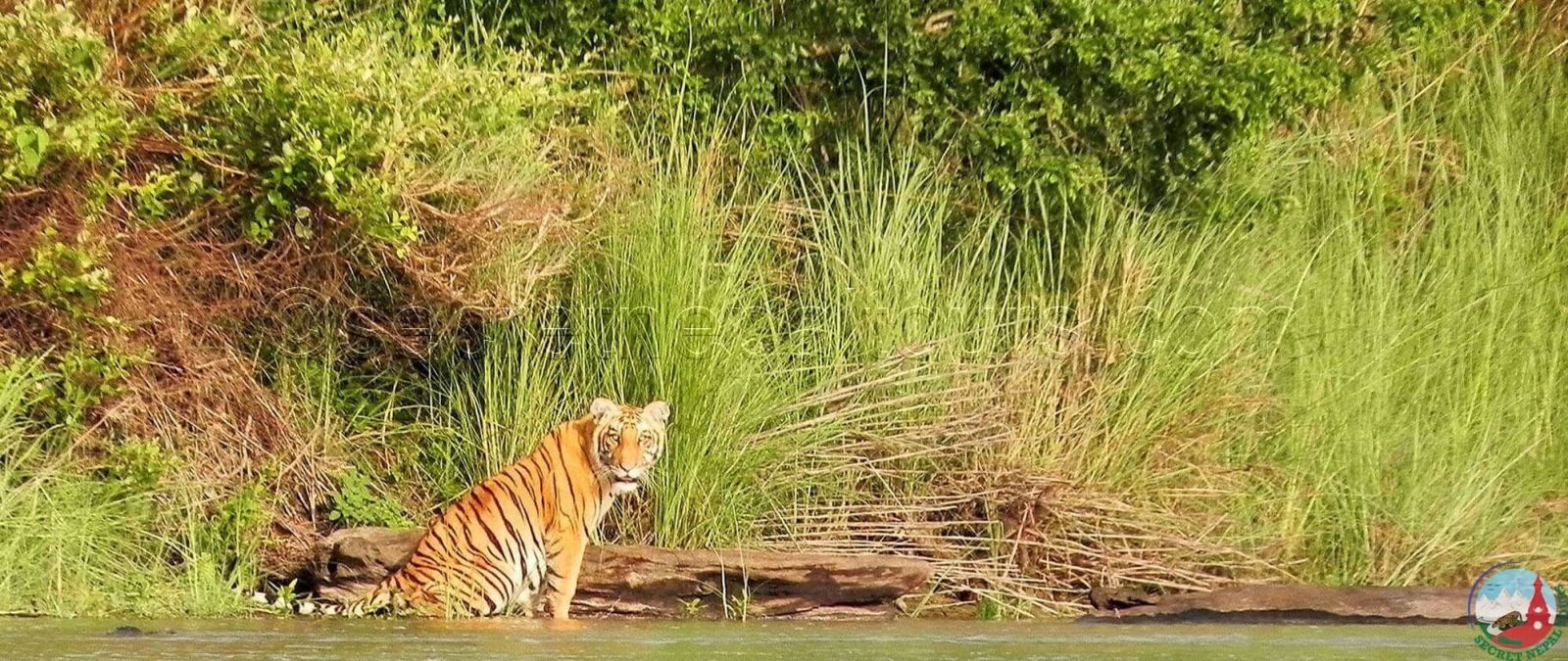 Tiger at Bardiya National Park