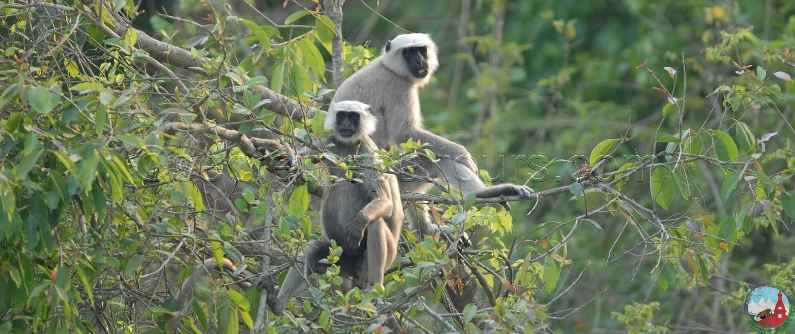 Wildlife Observation